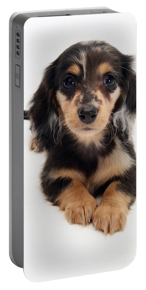 Dachshund Portable Battery Charger featuring the photograph Dachshund Pup by Jane Burton