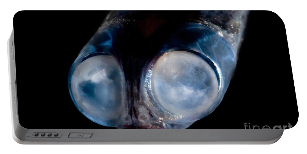 Google Eye Portable Battery Charger featuring the photograph Deep-sea Google-eye #1 by Dant Fenolio