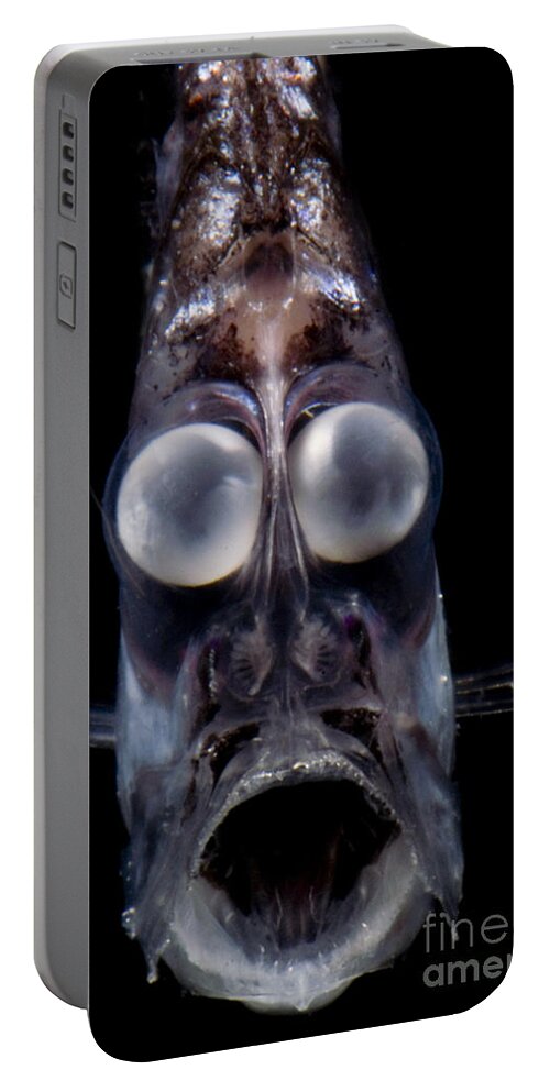 Mesopelagic Portable Battery Charger featuring the photograph Deep Sea Hatchetfish #1 by Dante Fenolio