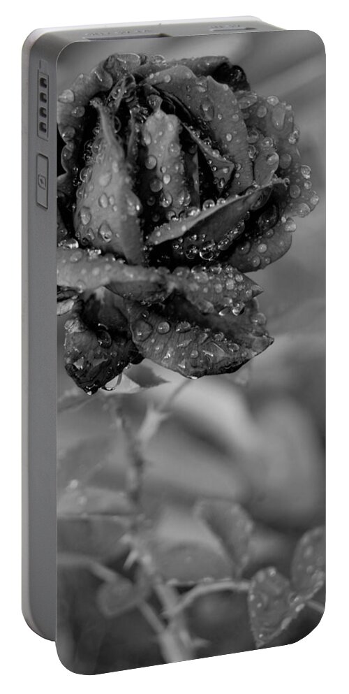 Rose Portable Battery Charger featuring the photograph Dewy Black and White Rose 2 by Amy Fose