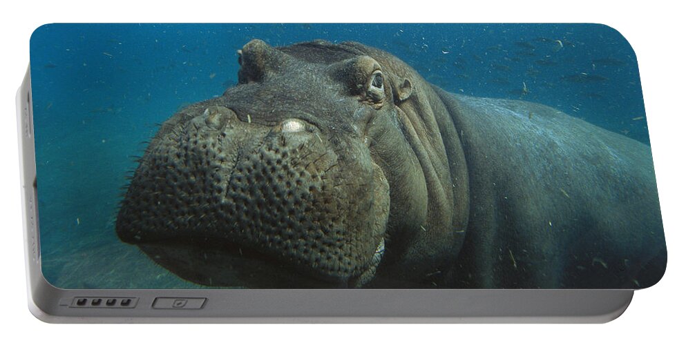 Mp Portable Battery Charger featuring the photograph East African River Hippopotamus #1 by San Diego Zoo