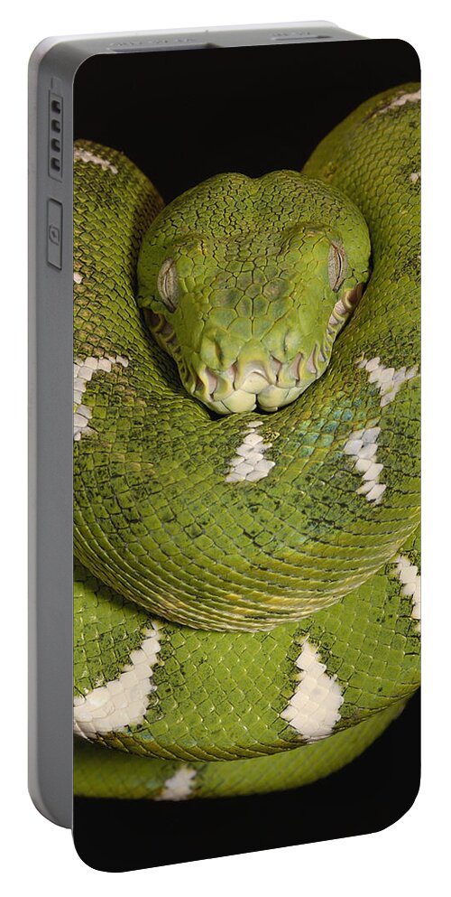 Mp Portable Battery Charger featuring the photograph Emerald Tree Boa Corallus Caninus #1 by Pete Oxford