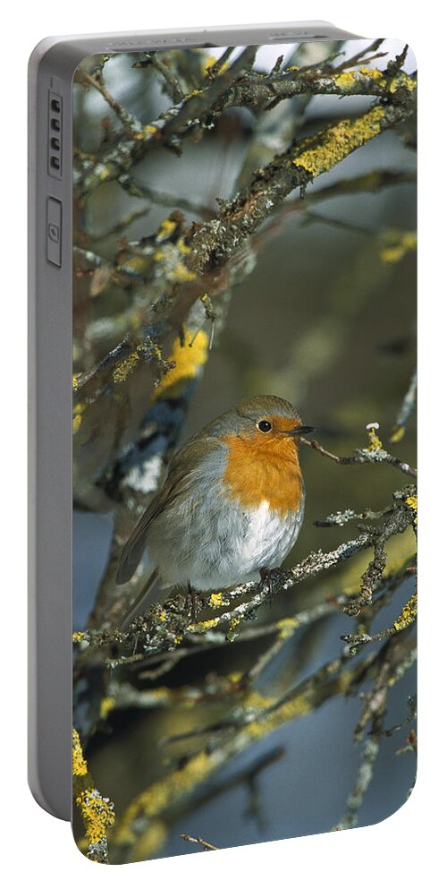 Mp Portable Battery Charger featuring the photograph European Robin Erithacus Rubecula #1 by Konrad Wothe