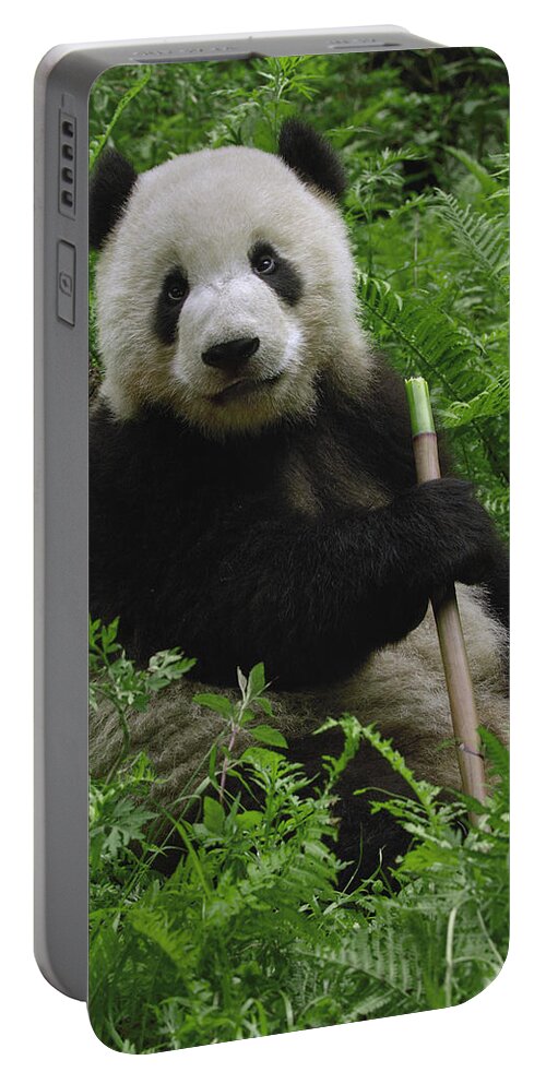 Mp Portable Battery Charger featuring the photograph Giant Panda Ailuropoda Melanoleuca #1 by Pete Oxford