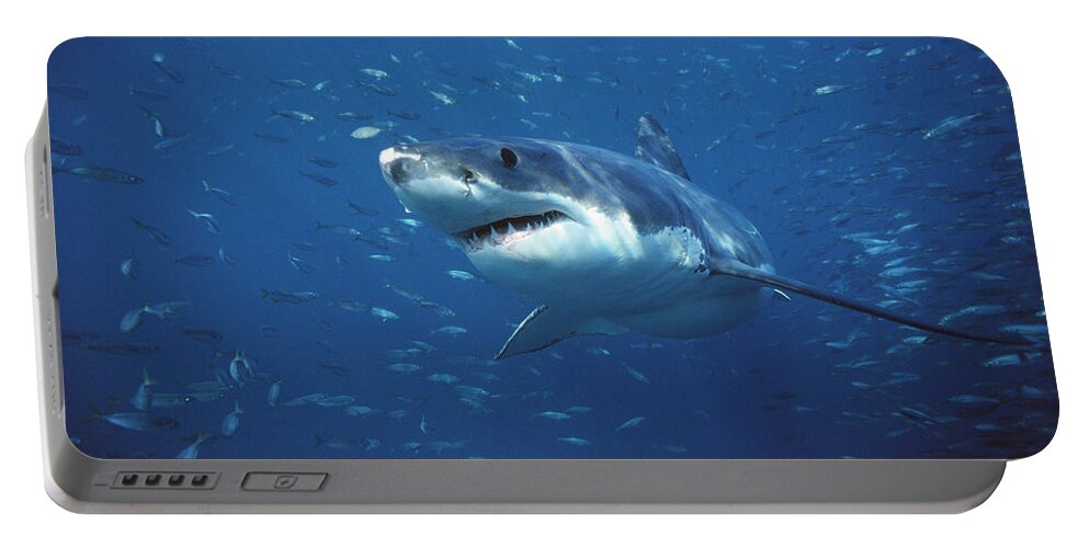 Mp Portable Battery Charger featuring the photograph Great White Shark Carcharodon #1 by Mike Parry