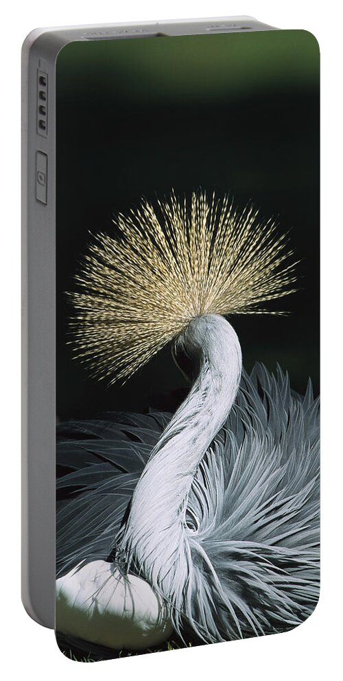 Mp Portable Battery Charger featuring the photograph Grey Crowned Crane Balearica Regulorum #1 by Konrad Wothe