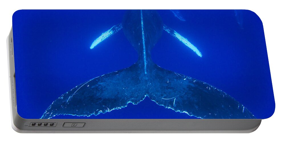 00999186 Portable Battery Charger featuring the photograph Humpback Whale Pair Maui Hawaii #1 by Flip Nicklin