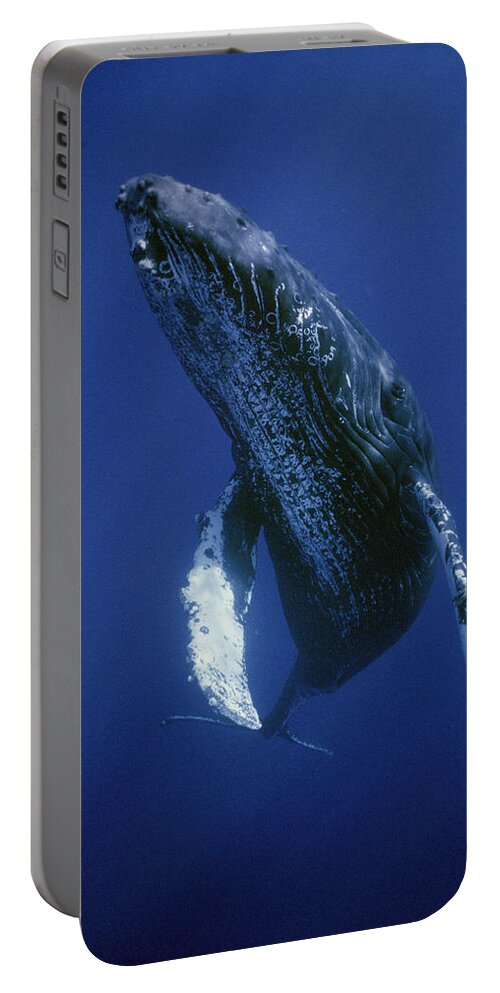 00129865 Portable Battery Charger featuring the photograph Humpback Whale Singer Maui Hawaii #1 by Flip Nicklin