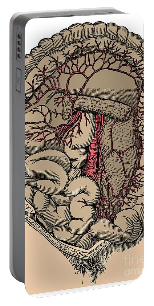 Human Portable Battery Charger featuring the photograph Inferior Mesenteric Artery And The Aorta #1 by Science Source