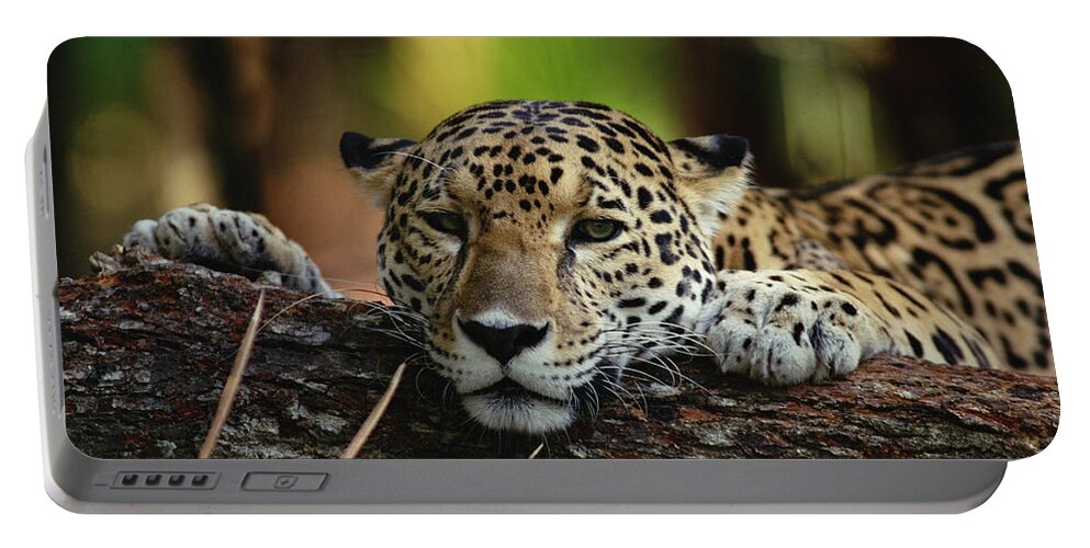 Mp Portable Battery Charger featuring the photograph Jaguar Panthera Onca Portrait, Belize #1 by Gerry Ellis