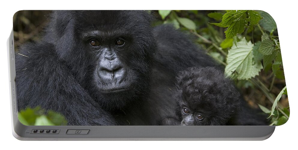 00761192 Portable Battery Charger featuring the photograph Mountain Gorilla And Baby Rwanda #2 by Suzi Eszterhas