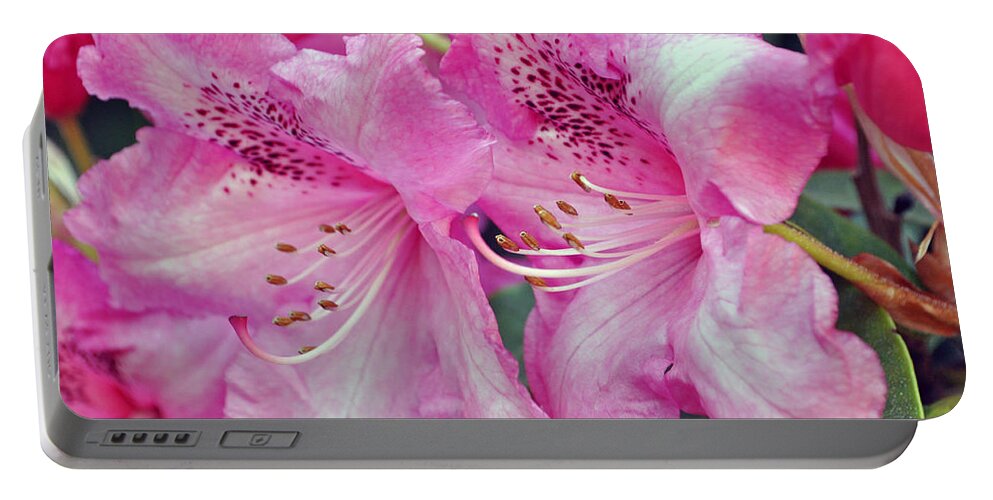 Pink Rhododendrons Portable Battery Charger featuring the photograph Pink Rhododendrons #1 by Tikvah's Hope