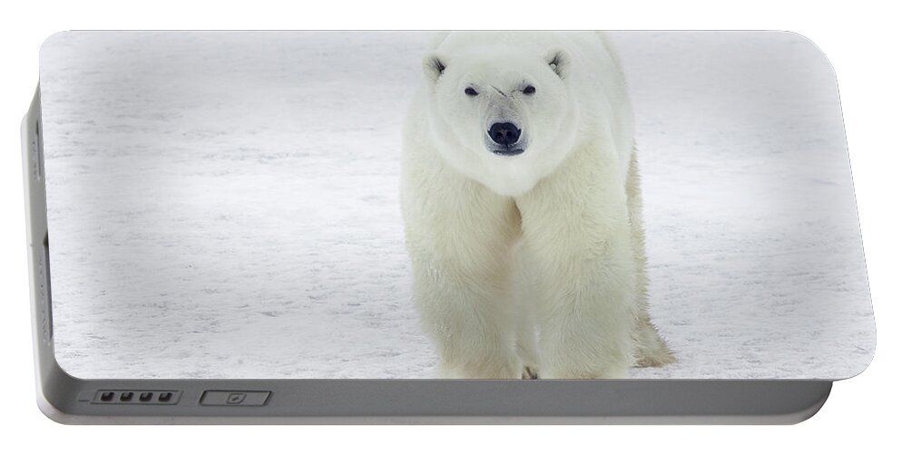 Mp Portable Battery Charger featuring the photograph Polar Bear Ursus Maritimus Male #1 by Matthias Breiter