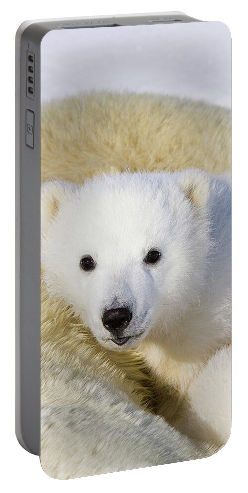 Mp Portable Battery Charger featuring the photograph Polar Bear Ursus Maritimus Three #1 by Suzi Eszterhas
