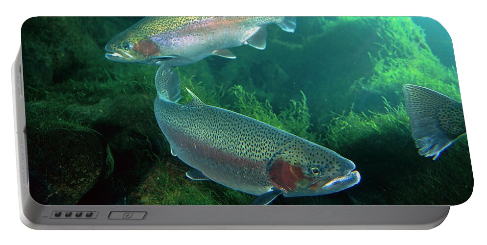 Mp Portable Battery Charger featuring the photograph Rainbow Trout Oncorhynchus Mykiss Pair #1 by Michael Durham
