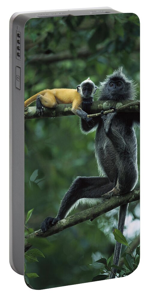 Mp Portable Battery Charger featuring the photograph Silvered Leaf Monkey Trachypithecus #1 by Cyril Ruoso