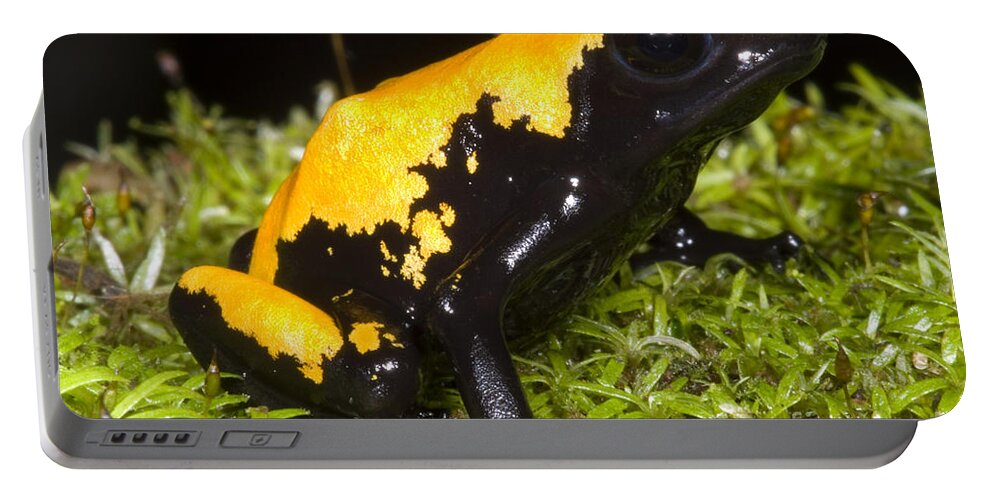 Dendrobates Galactonotus Portable Battery Charger featuring the photograph Splash Backed Poison Frog #1 by Dante Fenolio