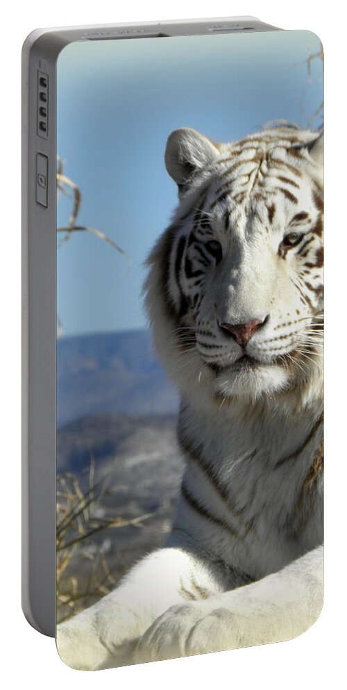 White Tiger Portable Battery Charger featuring the photograph Stare Down by Kim Galluzzo Wozniak