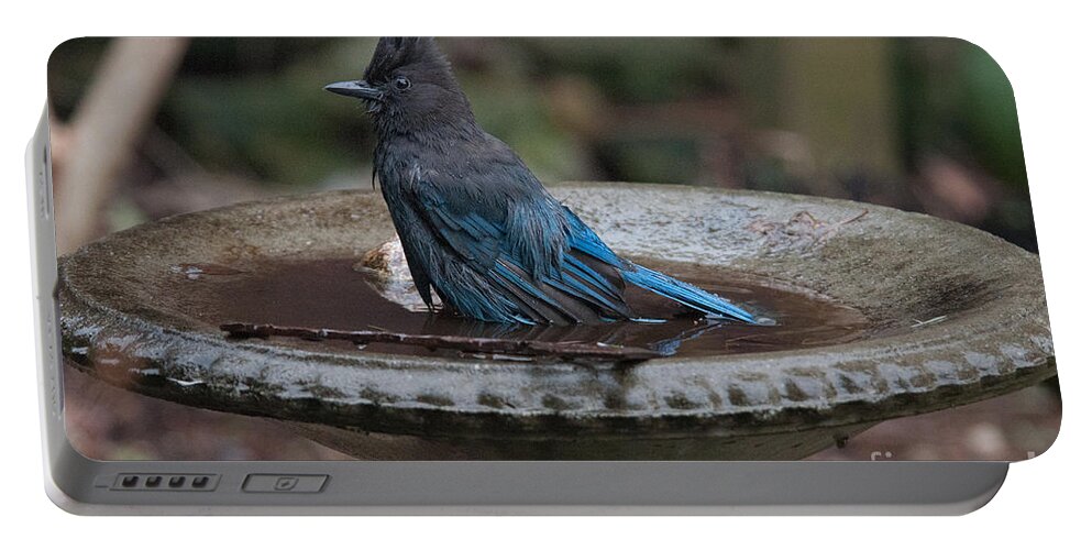 Animals Portable Battery Charger featuring the digital art Stellar Jay in the Birdbath #1 by Carol Ailles