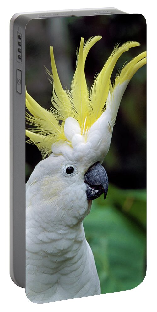 00785496 Portable Battery Charger featuring the photograph Sulphur-crested Cockatoo Cacatua by Thomas Marent
