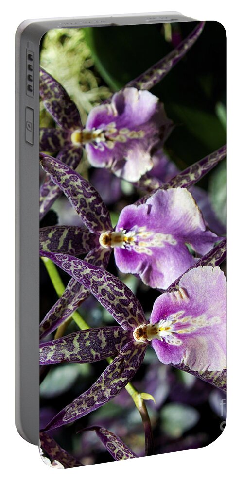 Fine Art Photography Portable Battery Charger featuring the photograph The Three Musketeers #1 by Patricia Griffin Brett