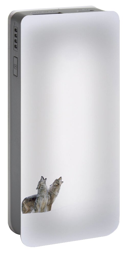 00174263 Portable Battery Charger featuring the photograph Timber Wolf Pair Howling In Snow North by Tim Fitzharris
