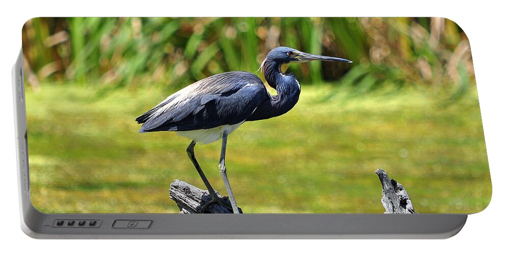 Heron Portable Battery Charger featuring the photograph Tricolored Heron #1 by Al Powell Photography USA