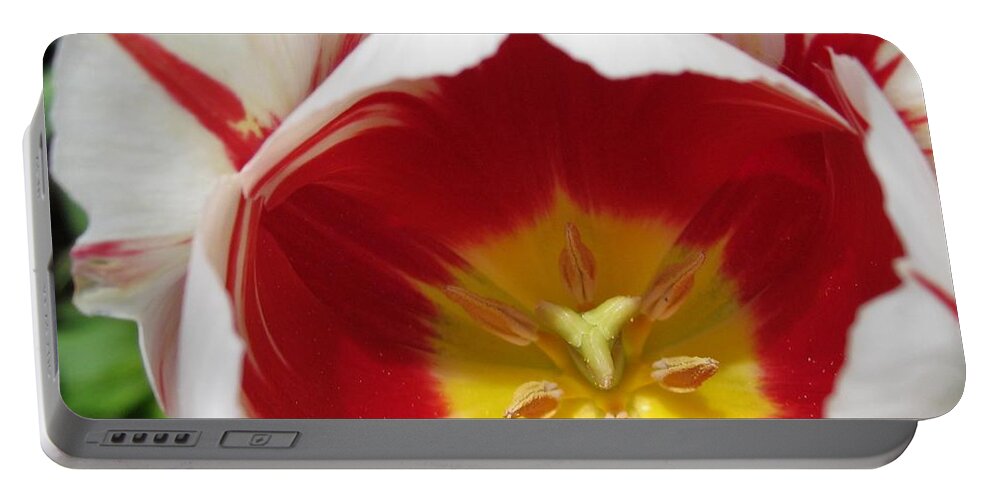 Triumph Tulip Portable Battery Charger featuring the photograph Triumph Tulip named Carnaval de Rio #1 by J McCombie