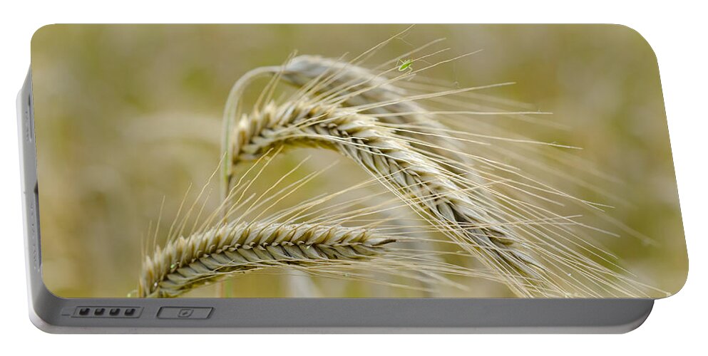 White Portable Battery Charger featuring the photograph Wheat #1 by Mats Silvan