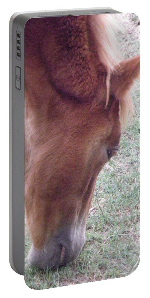 Mustang Portable Battery Charger featuring the photograph Wild Spanish Mustang foal of the Outer Banks of North Carolina by Kim Galluzzo Wozniak