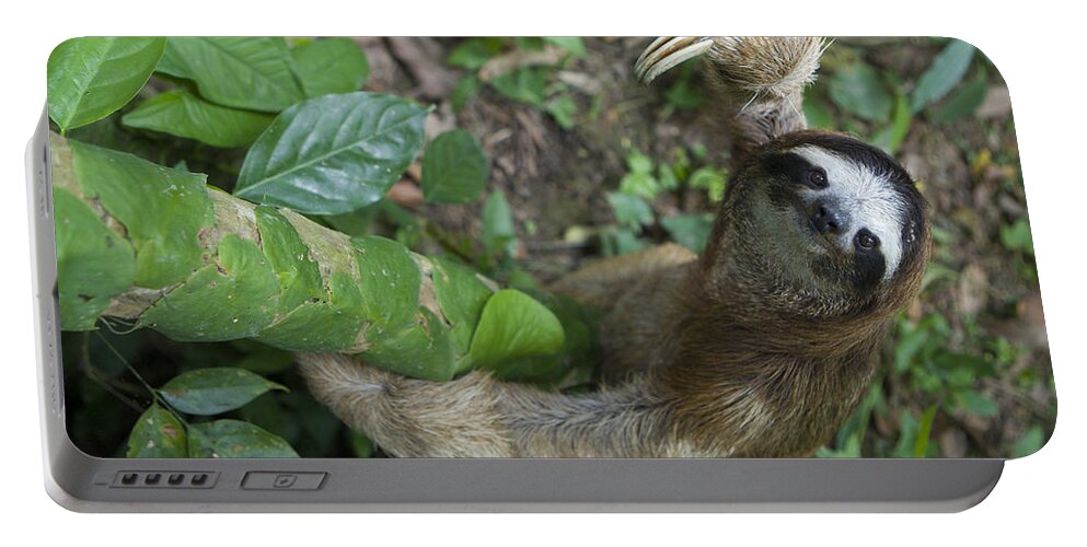 Mp Portable Battery Charger featuring the photograph Brown-throated Three-toed Sloth by Suzi Eszterhas