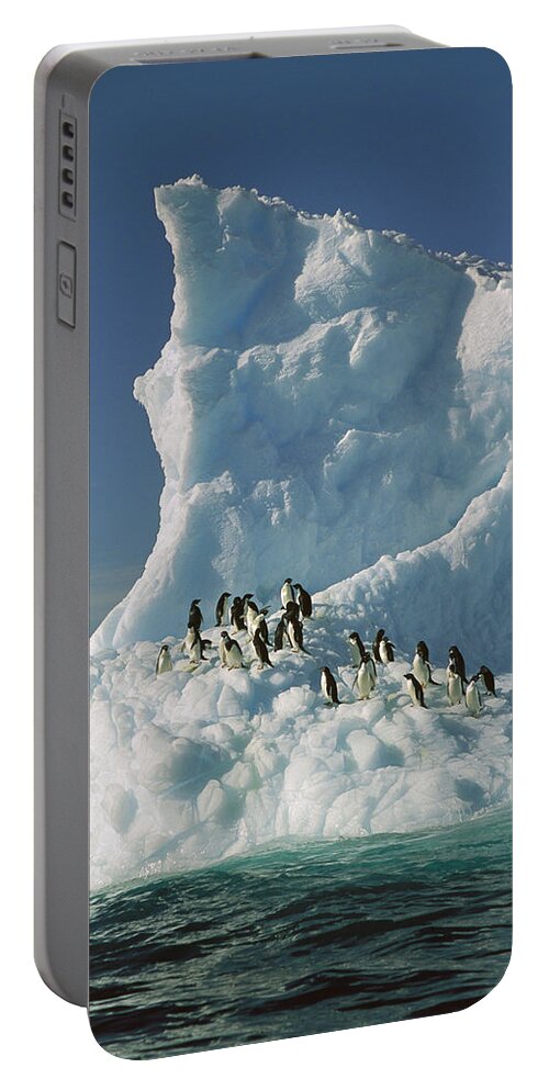 Hhh Portable Battery Charger featuring the photograph Adelie Penguin Pygoscelis Adeliae Group #2 by Colin Monteath