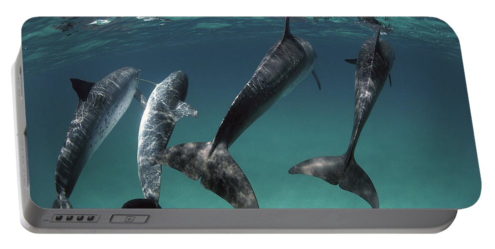 Mp Portable Battery Charger featuring the photograph Atlantic Spotted Dolphin Stenella #2 by Flip Nicklin