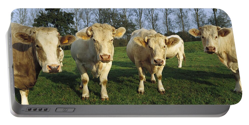 Mp Portable Battery Charger featuring the photograph Domestic Cattle Bos Taurus Charolais #2 by Cyril Ruoso