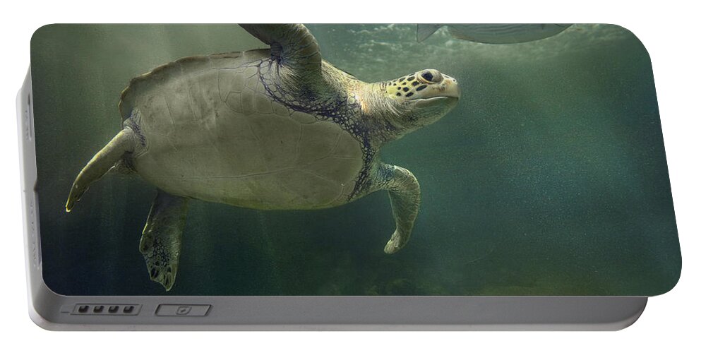 Mp Portable Battery Charger featuring the photograph Green Sea Turtle Chelonia Mydas #2 by Tim Fitzharris