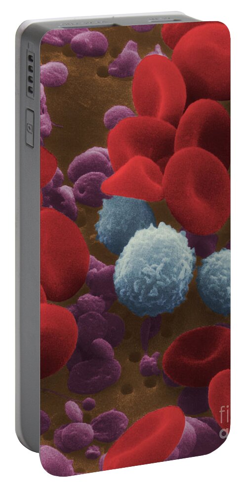 Blood Cell Portable Battery Charger featuring the photograph Human Blood Cells #2 by NIH / Science Source