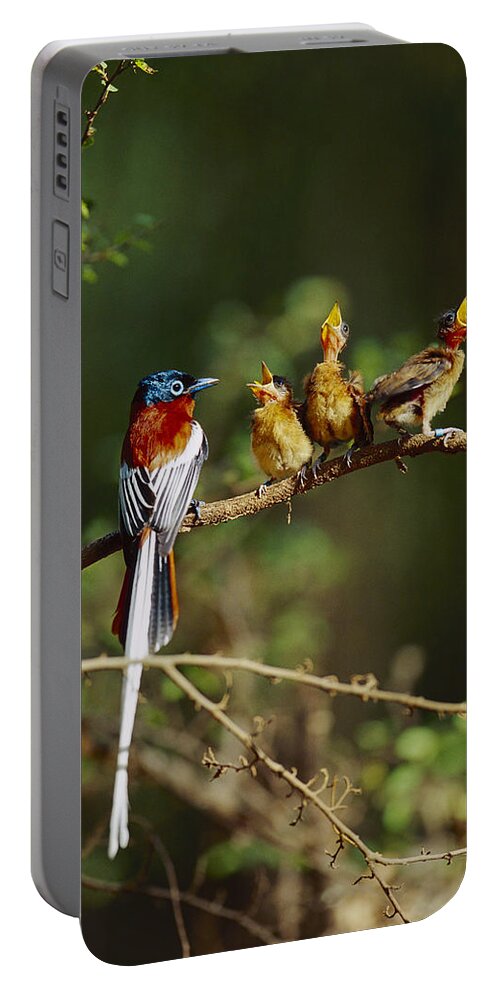 Mp Portable Battery Charger featuring the photograph Madagascar Paradise Flycatcher #2 by Cyril Ruoso