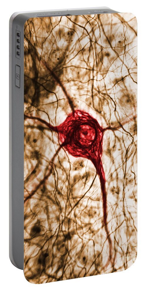 Cell Portable Battery Charger featuring the photograph Neuron, Tem #2 by Science Source