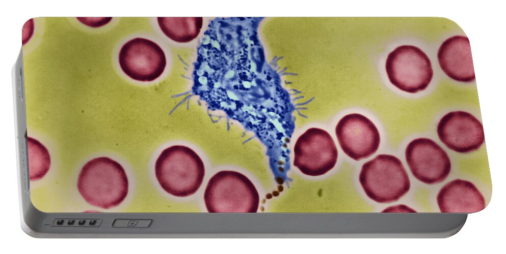 Biology Portable Battery Charger featuring the photograph Phagocytosis #2 by Omikron