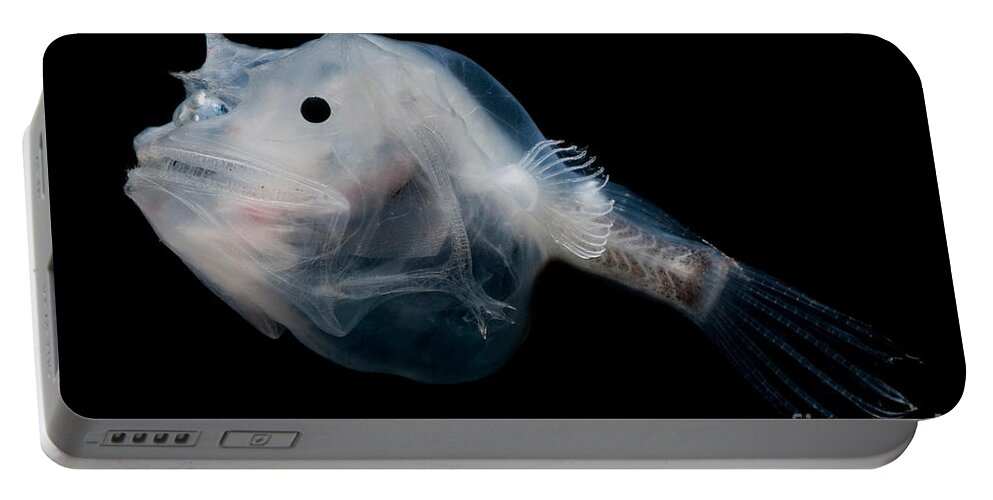 Anglerfish Portable Battery Charger featuring the photograph Phantom Anglerfish by Dante Fenolio