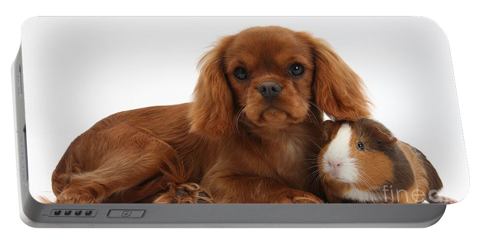 Nature Portable Battery Charger featuring the photograph Ruby Cavalier King Charles Spaniel Pup #2 by Mark Taylor