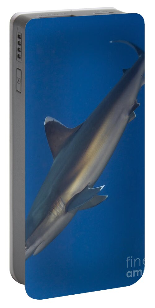 Carcharhinus Albimarginatus Portable Battery Charger featuring the photograph Silvertip Shark, Kimbe Bay, Papua New #2 by Steve Jones