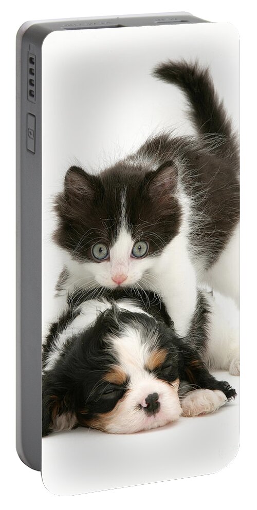 Animal Portable Battery Charger featuring the photograph Sleeping Puppy #2 by Jane Burton