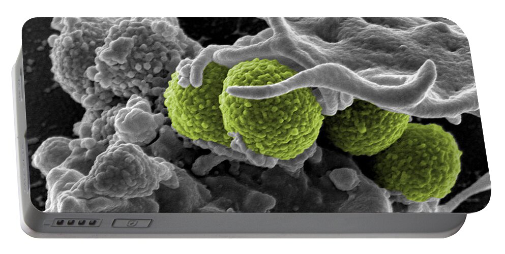 Microbiology Portable Battery Charger featuring the photograph Methicillin-resistant Staphylococcus by Science Source