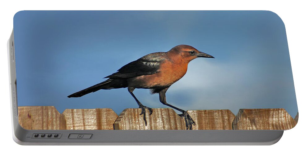Grackle Portable Battery Charger featuring the photograph 27- Grackle by Joseph Keane