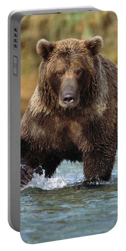 00600804 Portable Battery Charger featuring the photograph Grizzly Bear Ursus Arctos Horribilis #2 by Matthias Breiter
