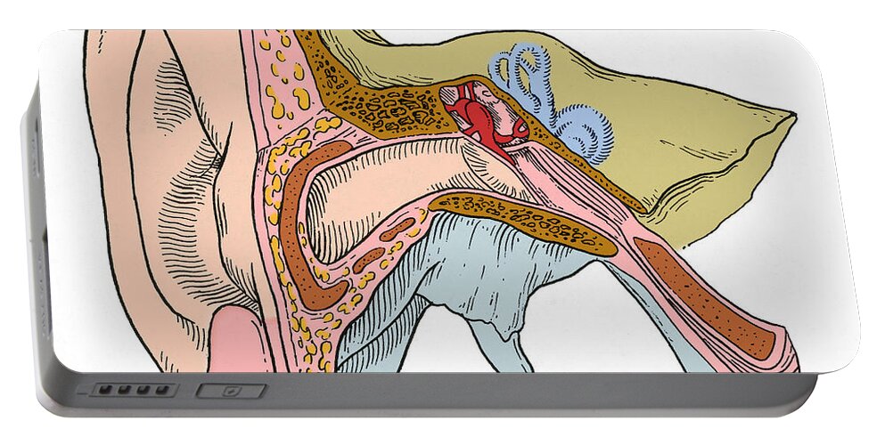 Science Portable Battery Charger featuring the photograph Ear Anatomy #3 by Science Source