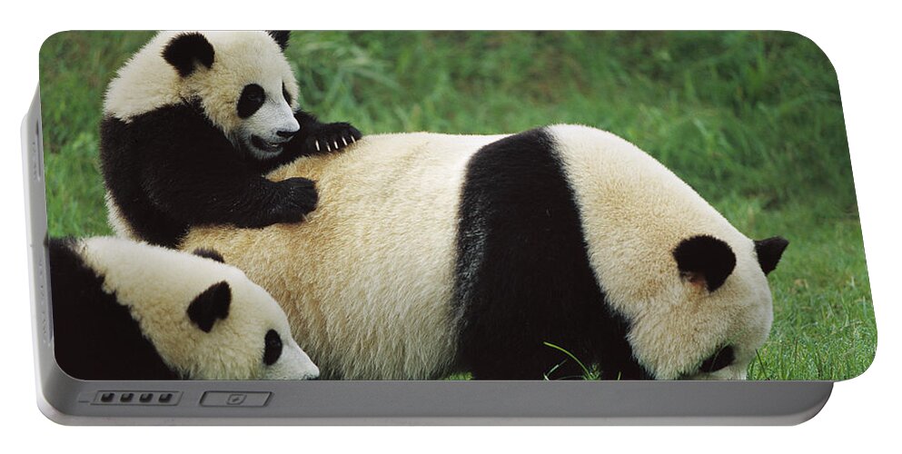 Mp Portable Battery Charger featuring the photograph Giant Panda Ailuropoda Melanoleuca #3 by Cyril Ruoso