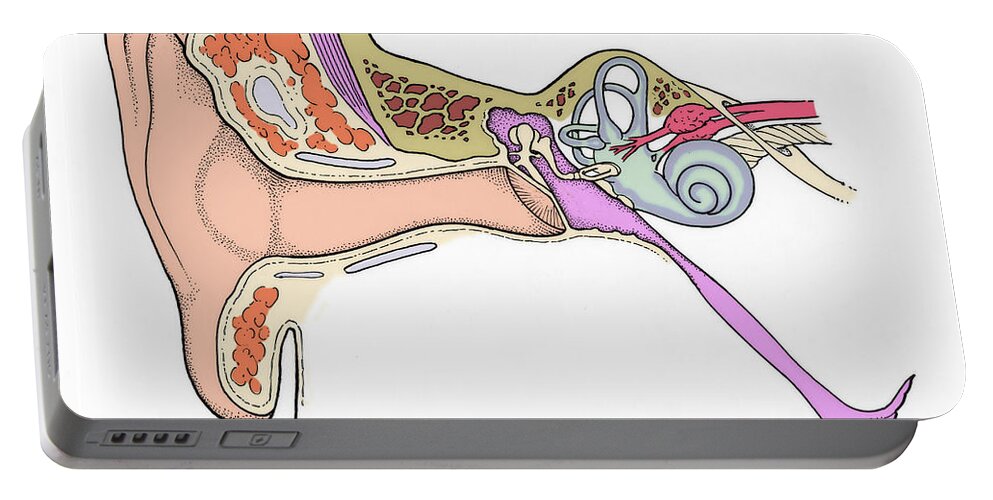 Anatomy Portable Battery Charger featuring the photograph Illustration Of Ear Anatomy #3 by Science Source