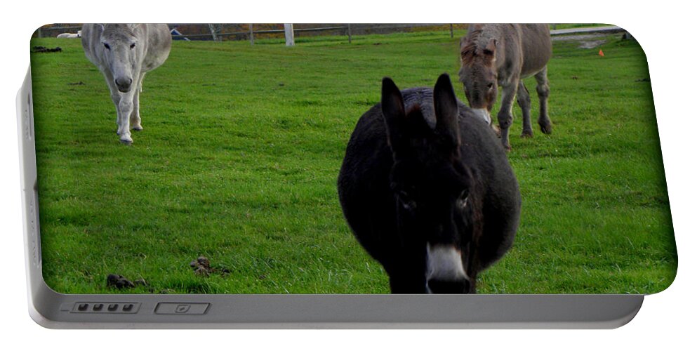 Donkeys Portable Battery Charger featuring the photograph 3 Little Donkeys by Kim Galluzzo
